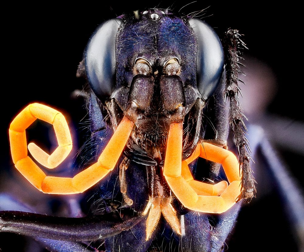 Spider Wasp, insect headshot.