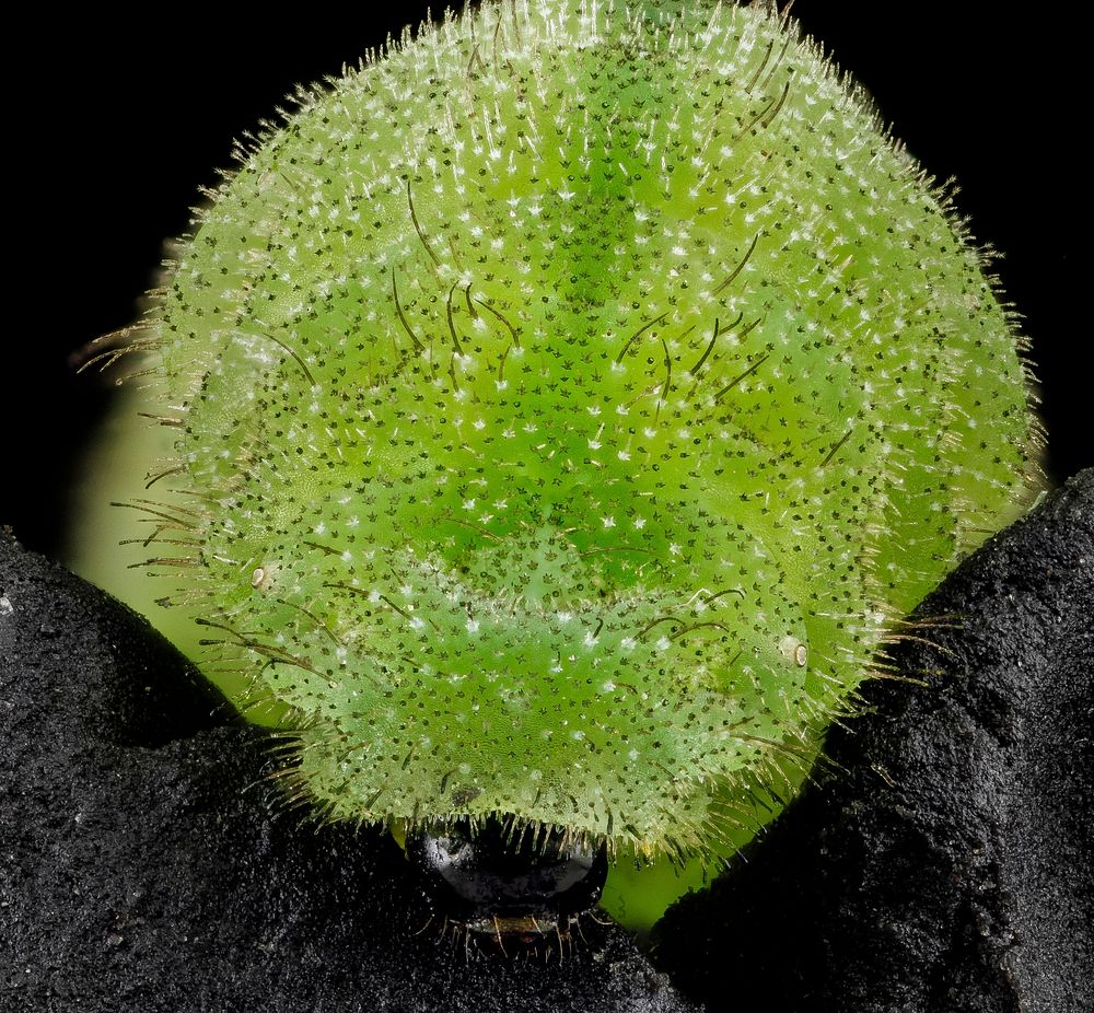 Karner blue butterfly caterpillar face.