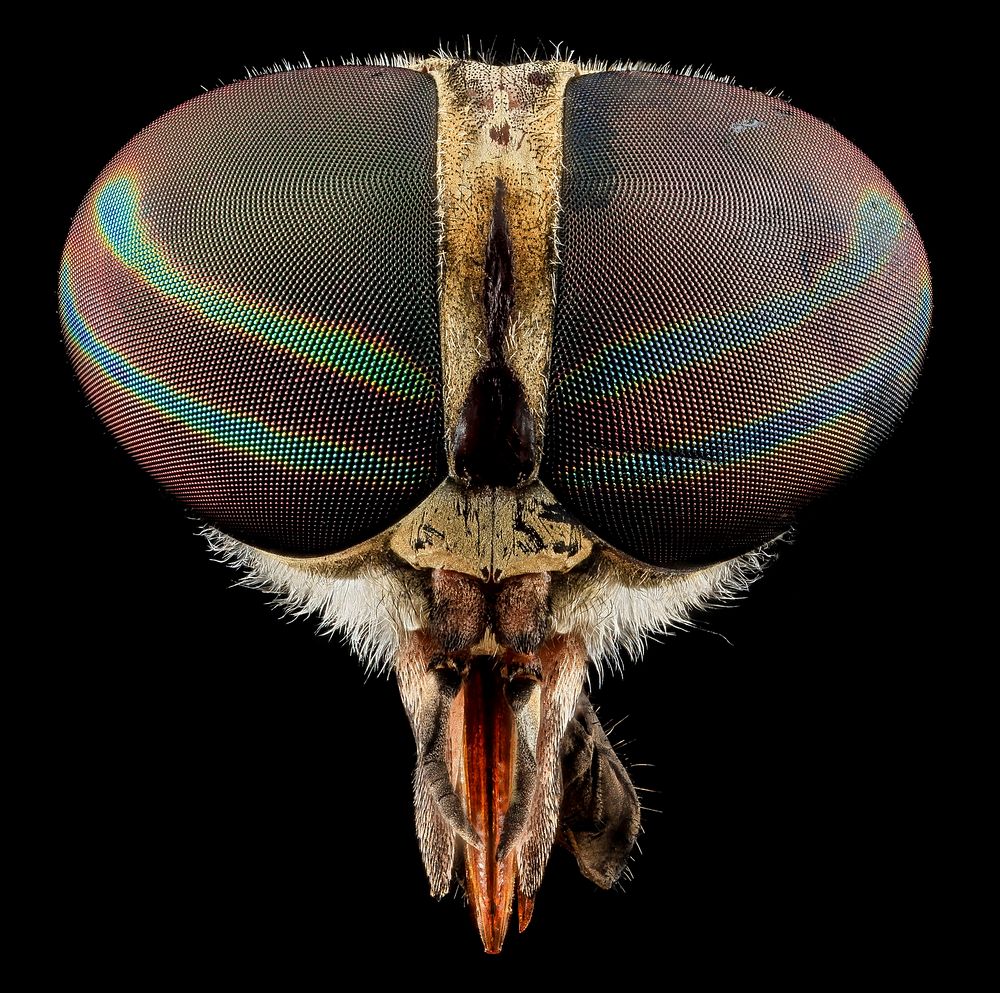 Tabanus Fly, iridescent eyes.