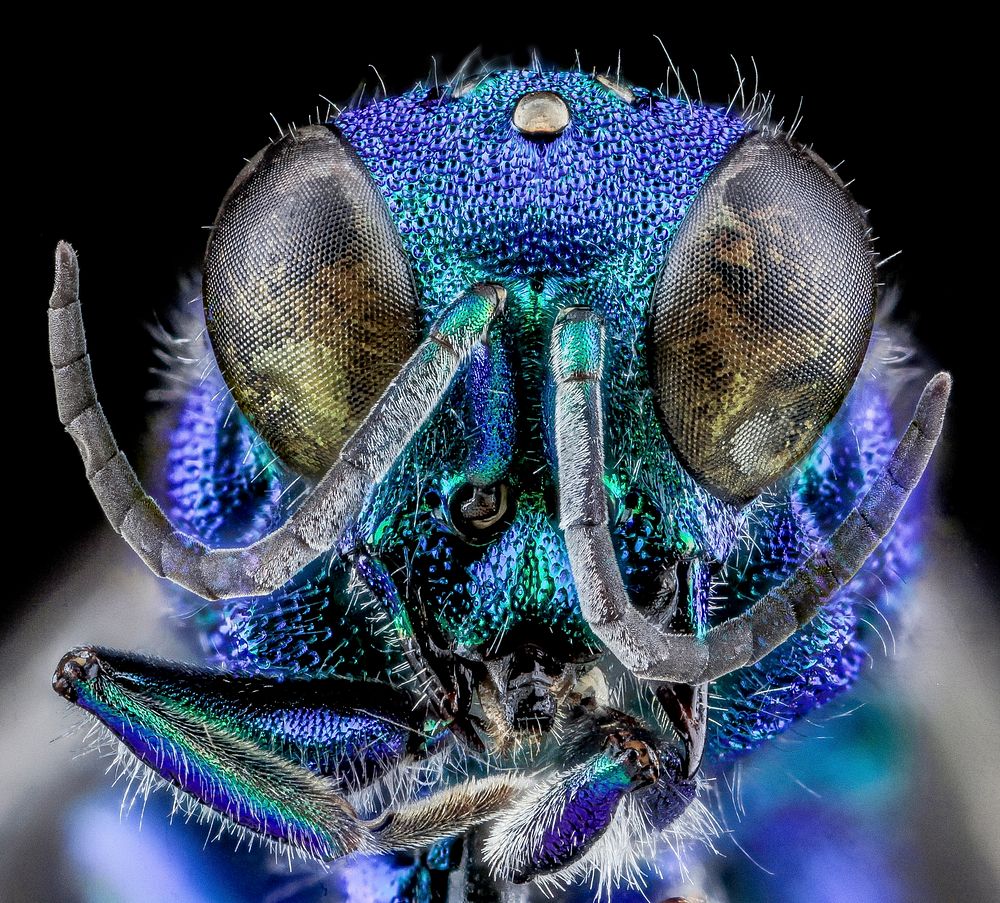 Chrysidid Wasp, U, Face, UT, Utah County