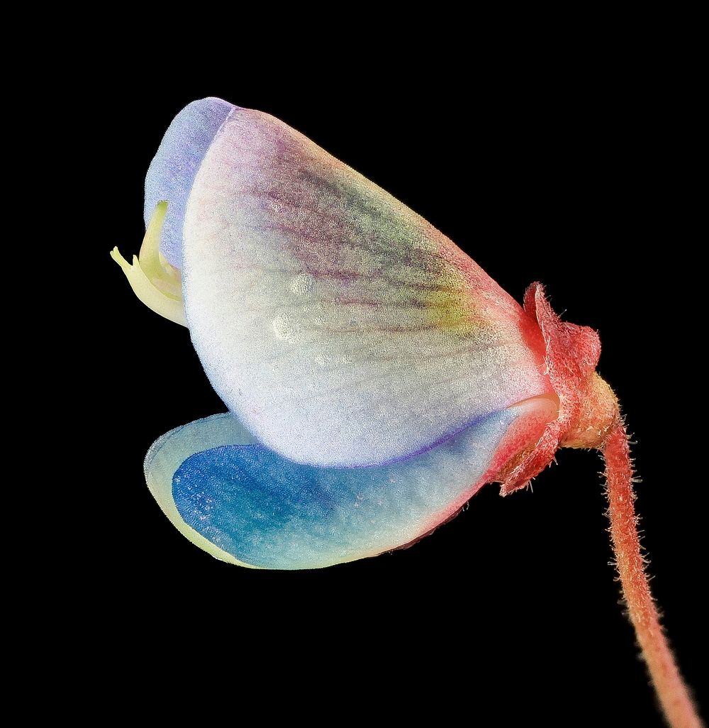 Ticktrefoil flower with dew.