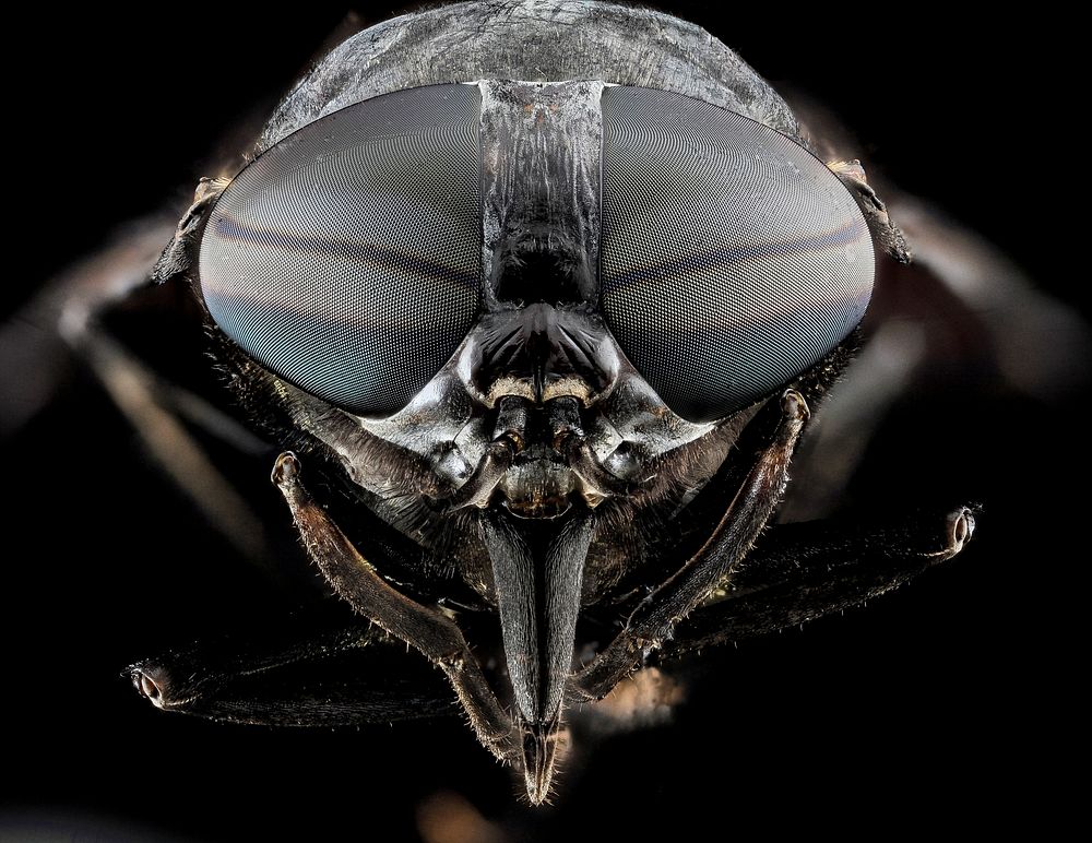 Tabanus atratus, black horse fly face.