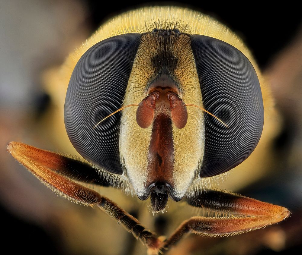 Helophilus fasciatus fly, macro face shot.