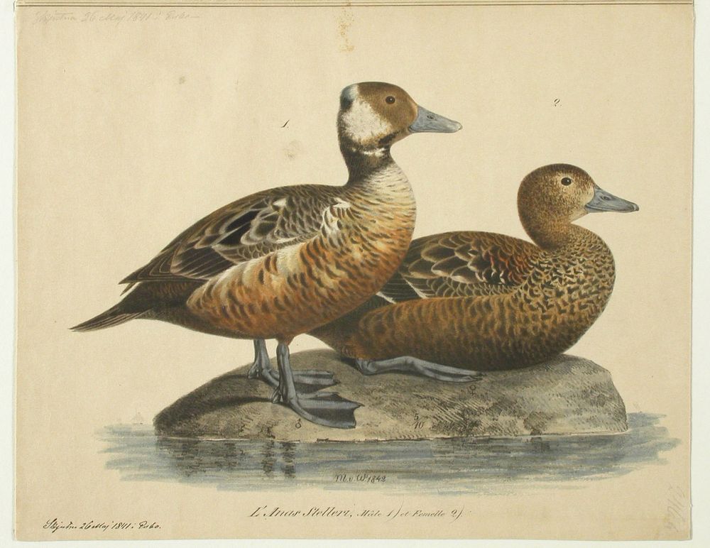 Steller’s eider, male and female, 1842, Magnus von Wright