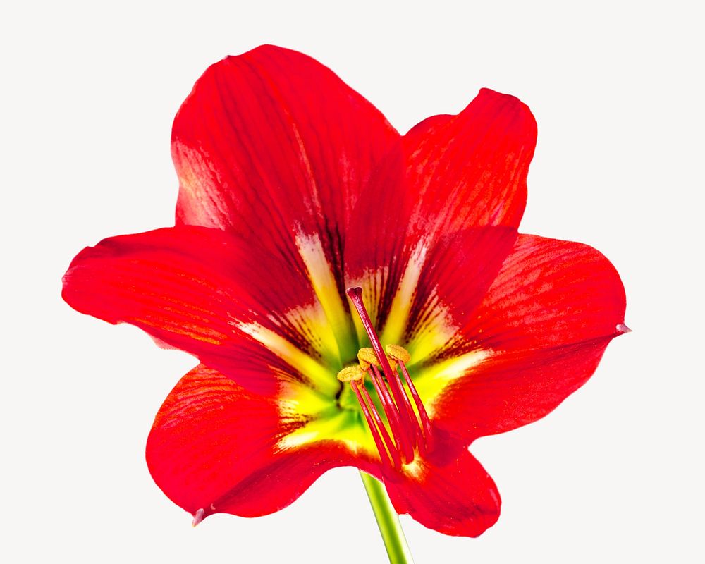 Amaryllis flower isolated design
