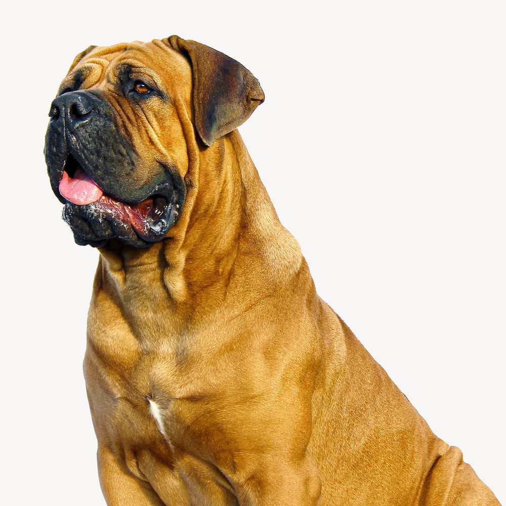 Bulldog pet isolated design