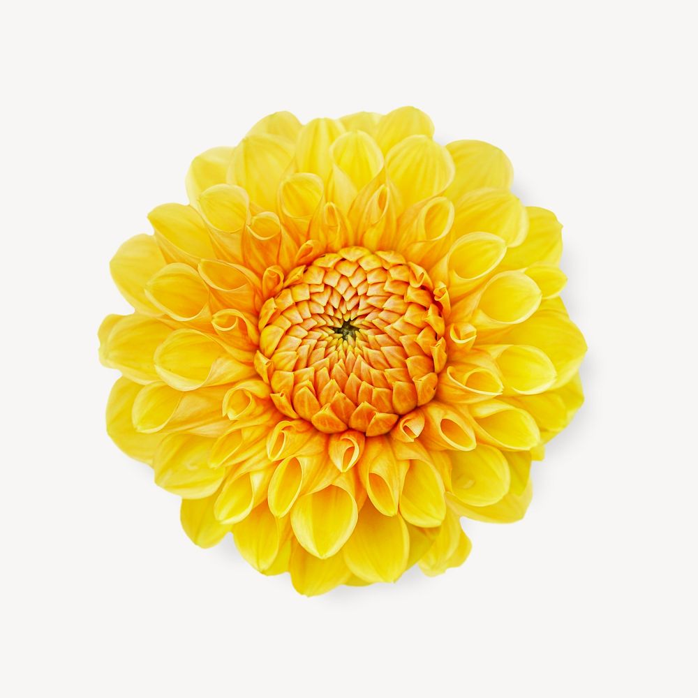 Yellow dahlia flower isolated design