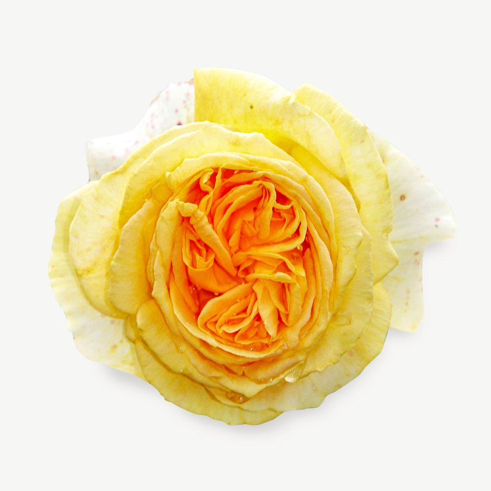 Yellow rose flower collage element psd