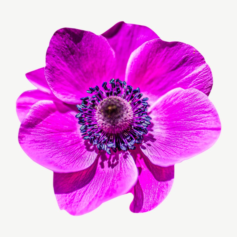 Pink anemone flower collage element psd