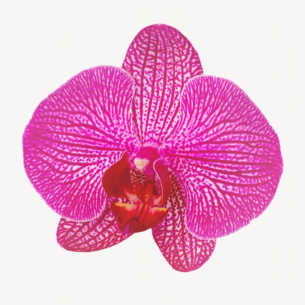 Pink orchid flower isolated, off white design