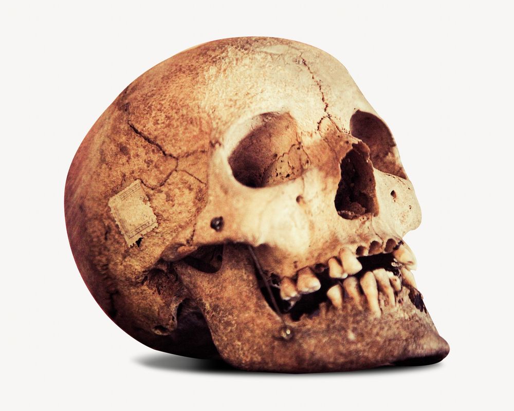 Human skull isolated image on white