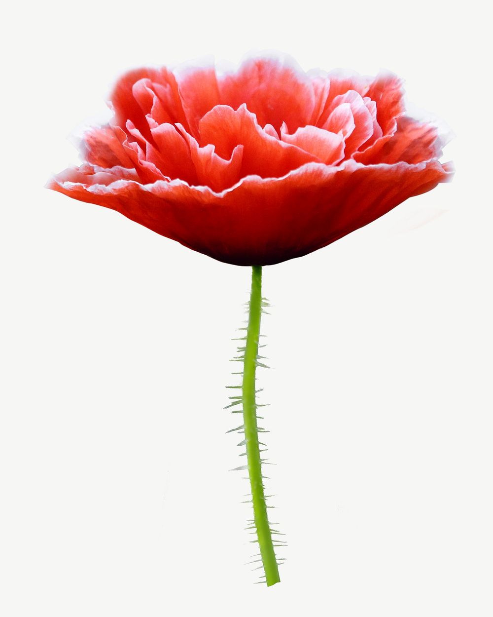 Red poppy flower collage element psd