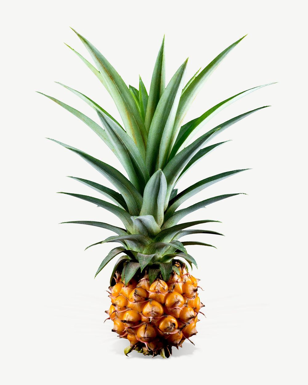 Pineapple fruit  collage element psd