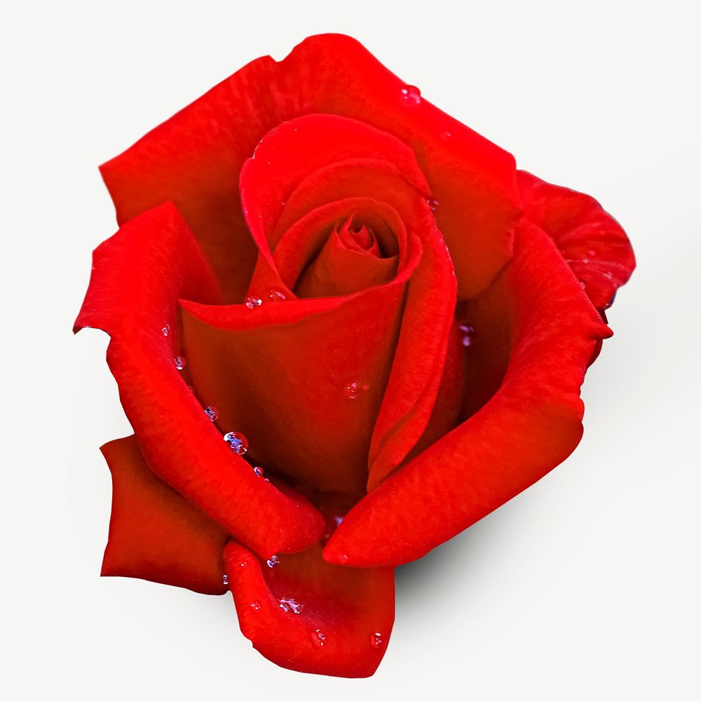 Red rose collage element psd