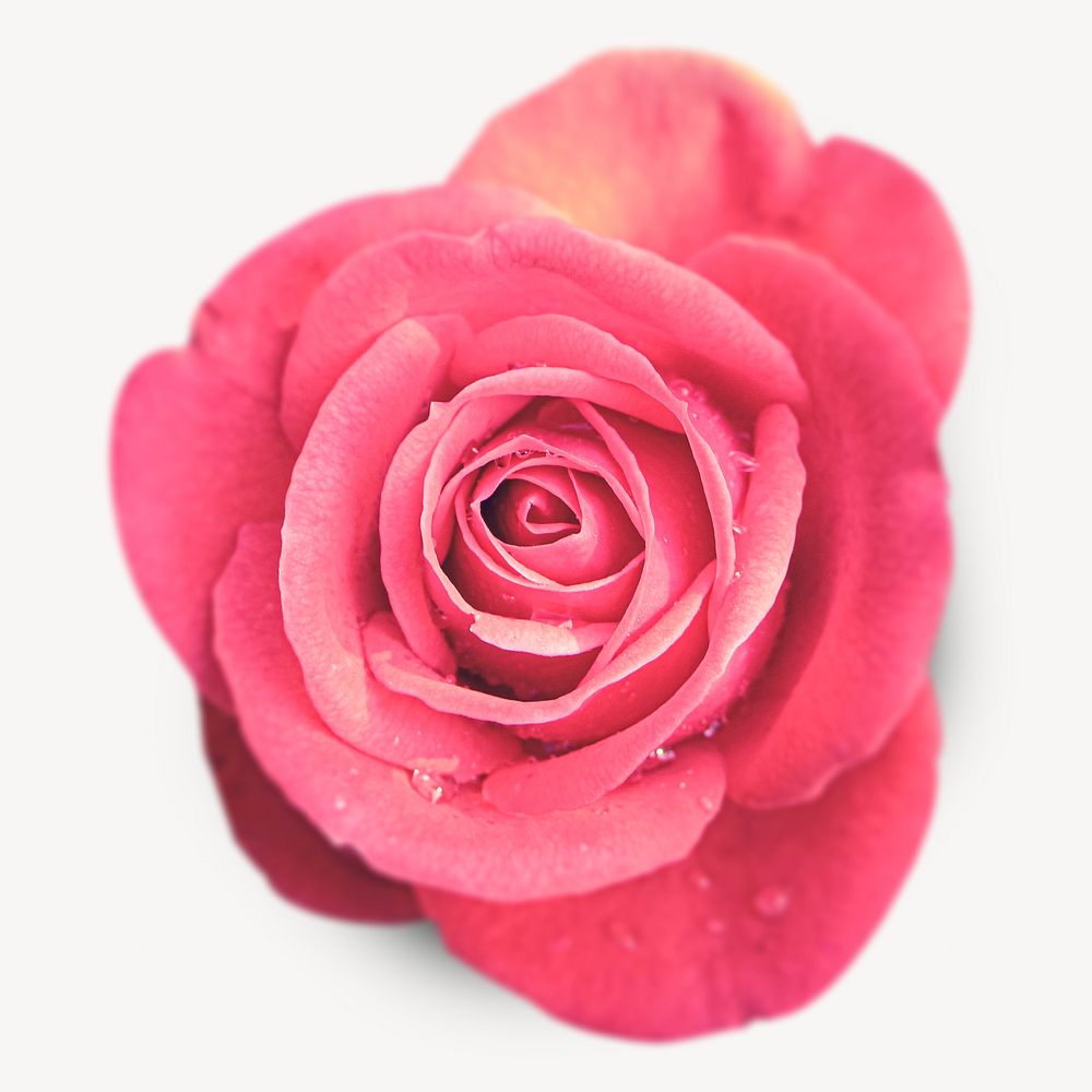 Pink rose isolated image on white