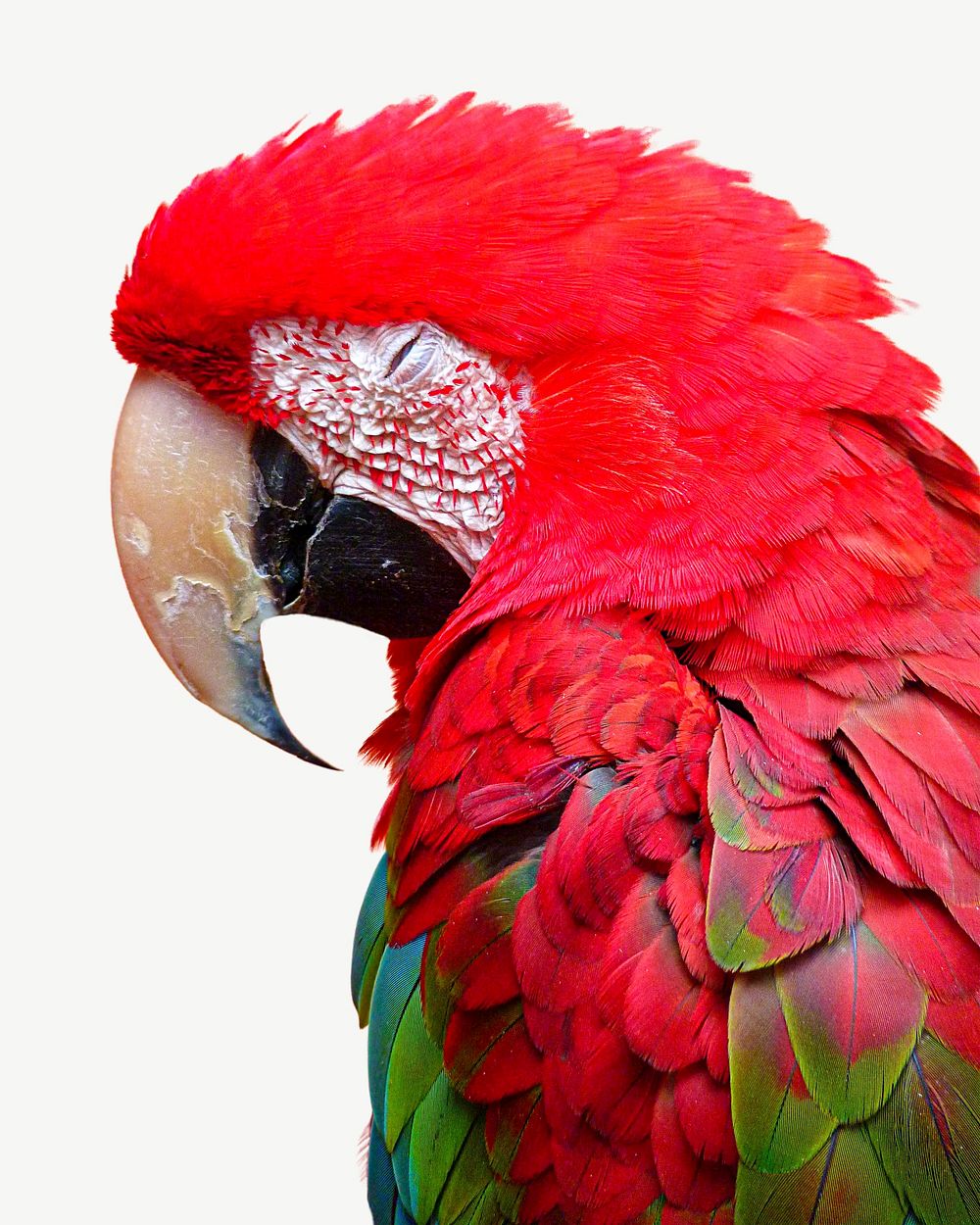 Macaw bird collage element psd