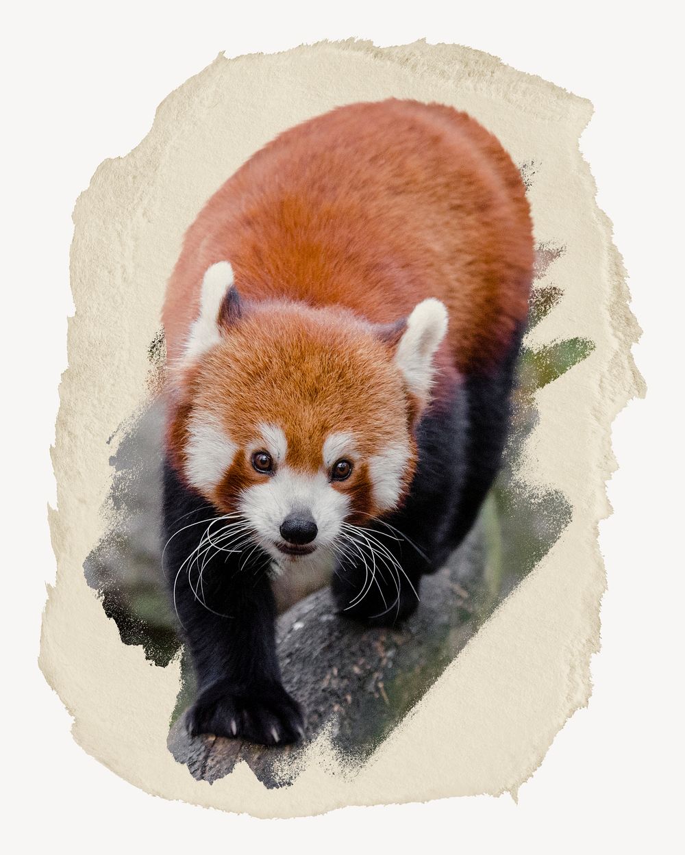 Cute red panda  collage element psd