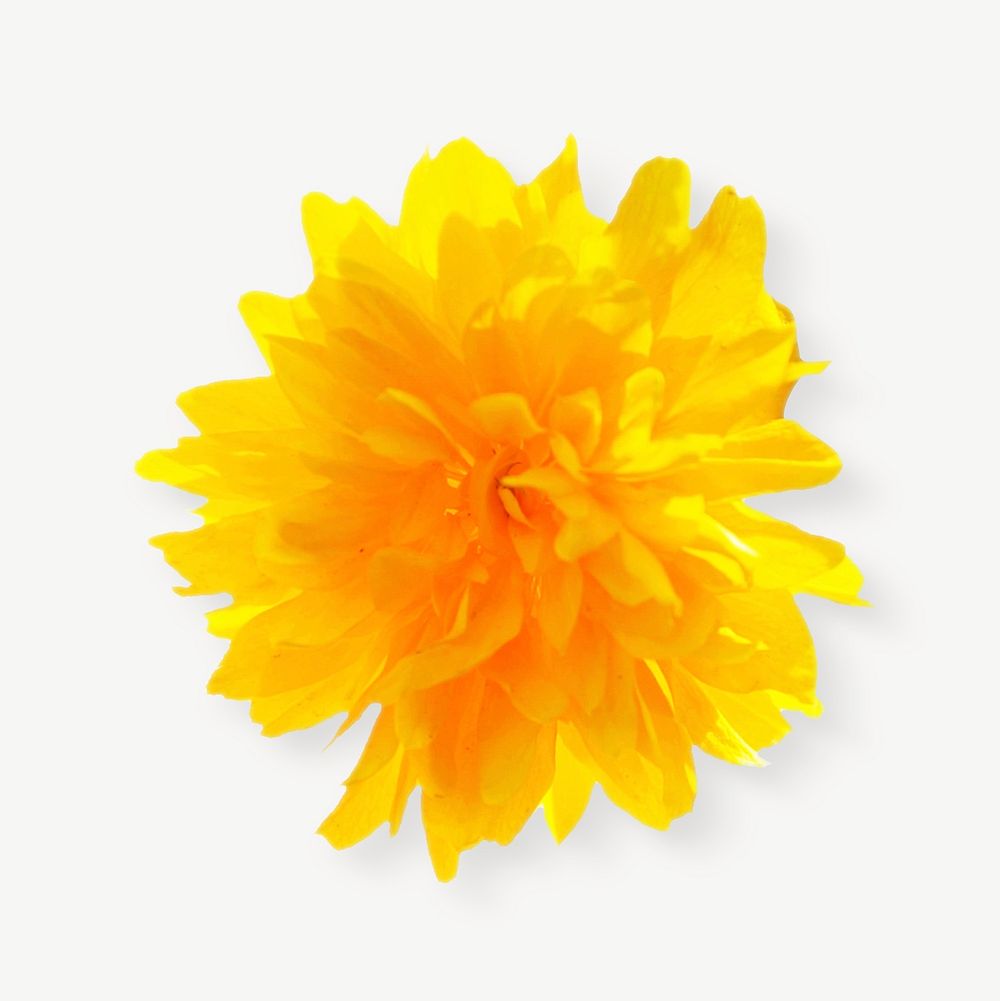 Yellow flower collage element psd