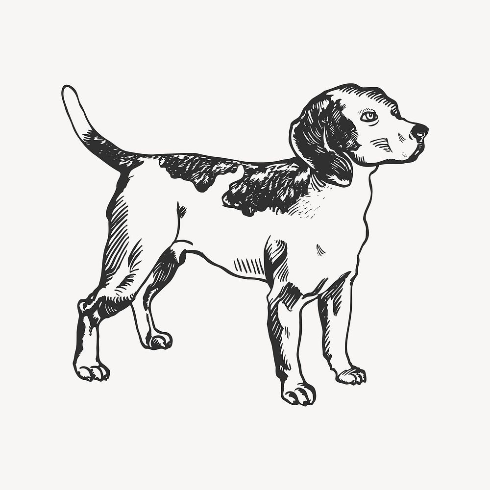 Beagle dog element, black & white illustration vector