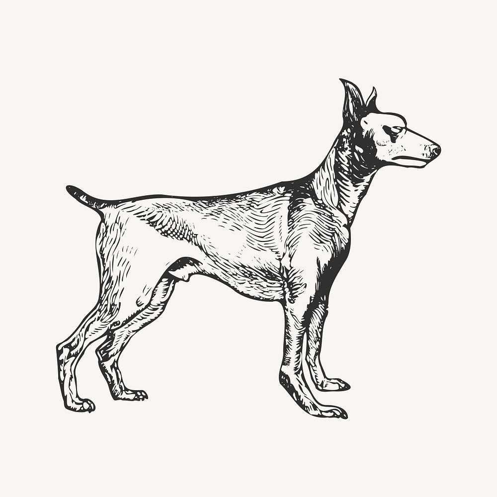 Doberman dog element, black & white illustration vector