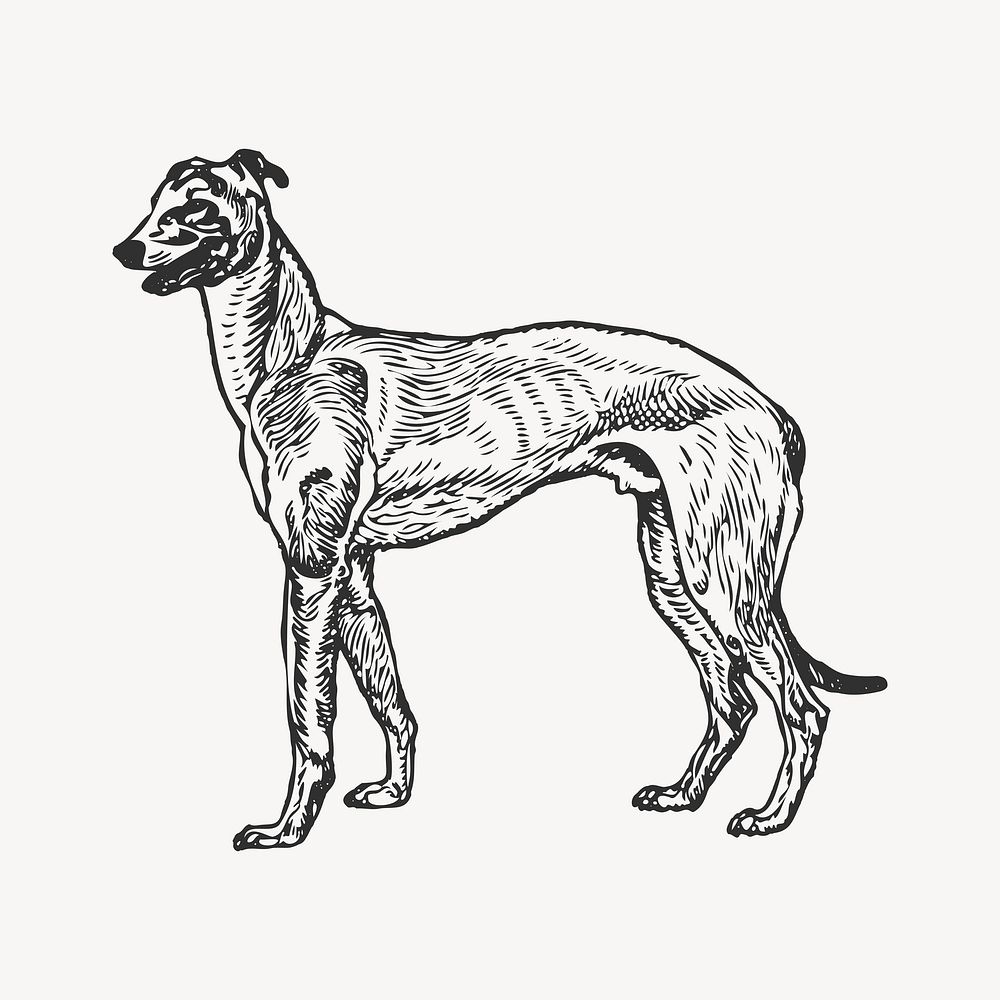 Greyhound dog element, black & white illustration vector