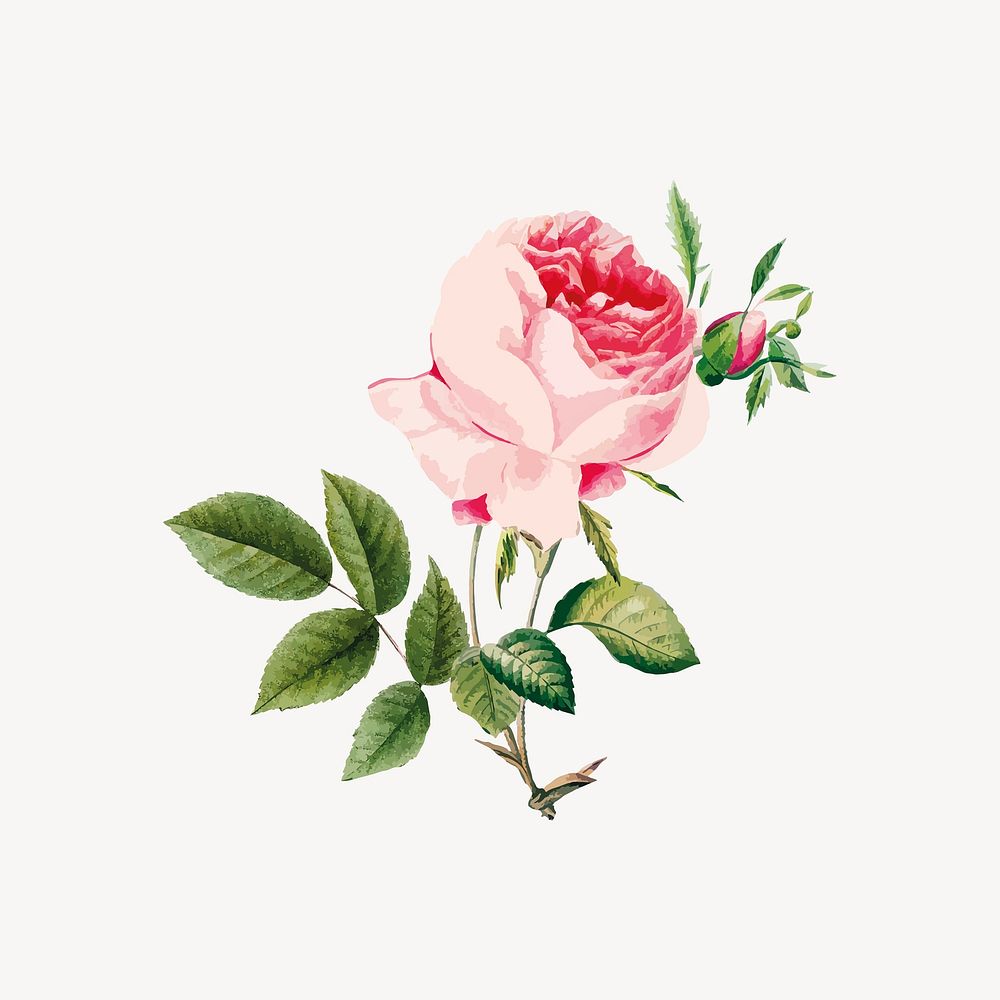 Rose illustration collage element  vector