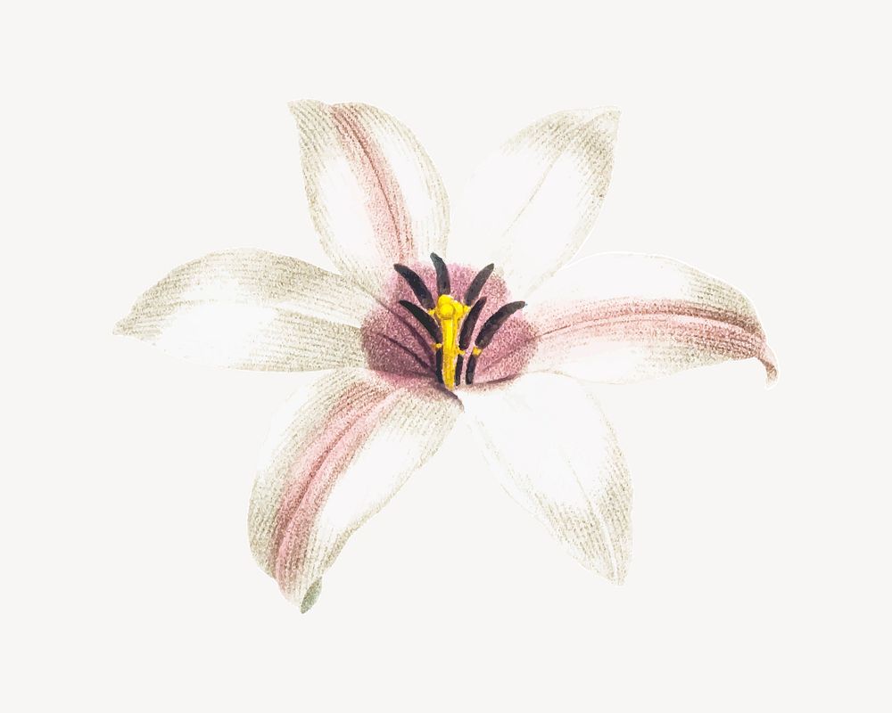 Lily flower collage element, autumn design vector