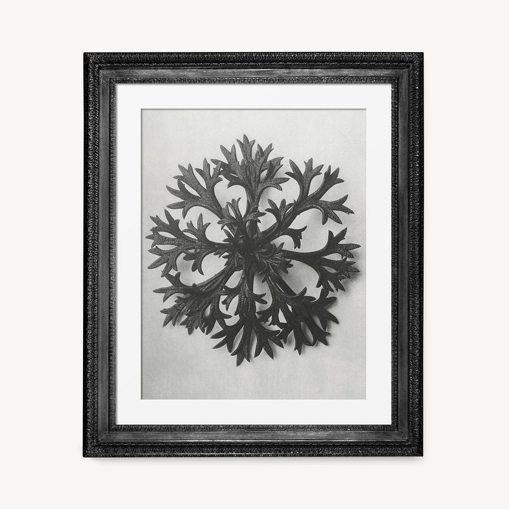 Antique picture frame psd mockup, Karl Blossfeldt's Saxifrage remixed by rawpixel
