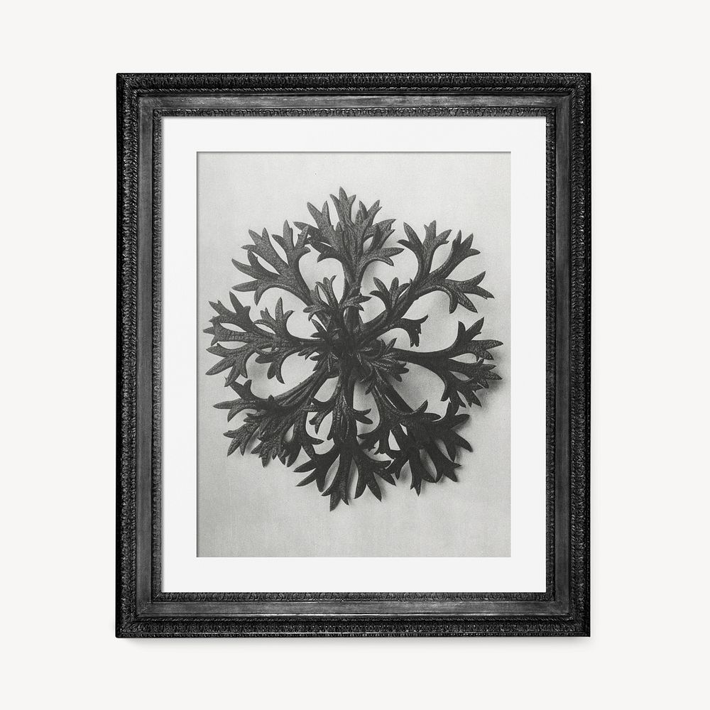 Karl Blossfeldt's Saxifrage in black frame, remixed by rawpixel