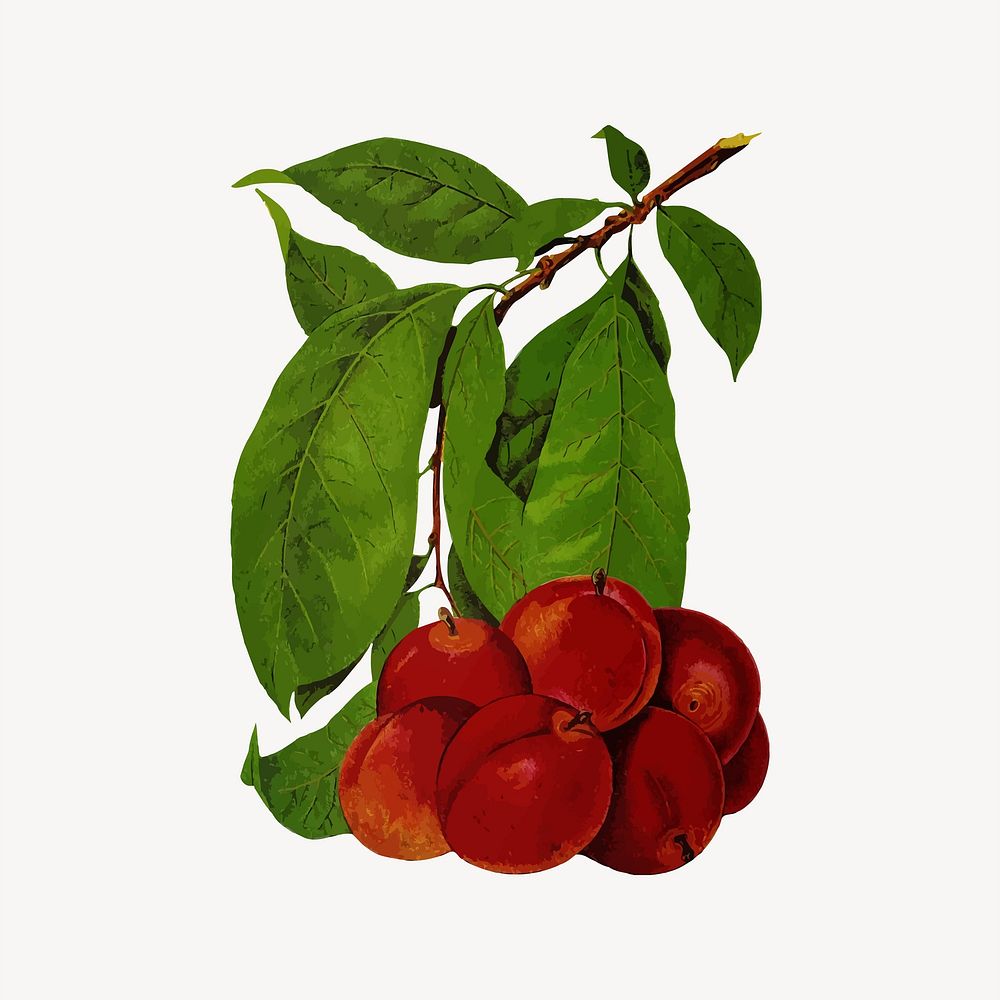 Plum fruit clipart, illustration vector. Free public domain CC0 image.
