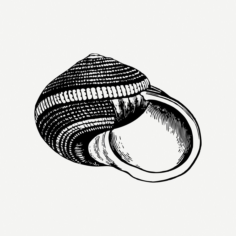 Seashell clipart psd. Free public domain CC0 image.