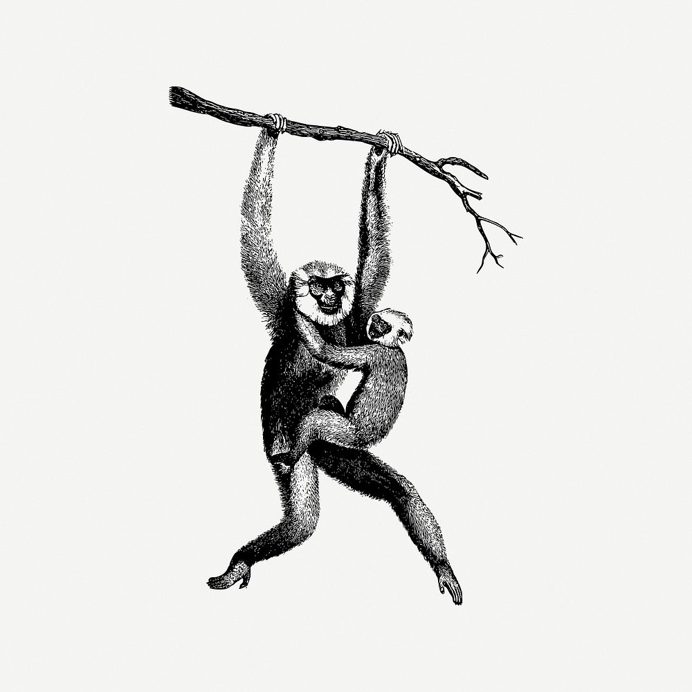Mother gibbon clipart, illustration psd. Free public domain CC0 image.