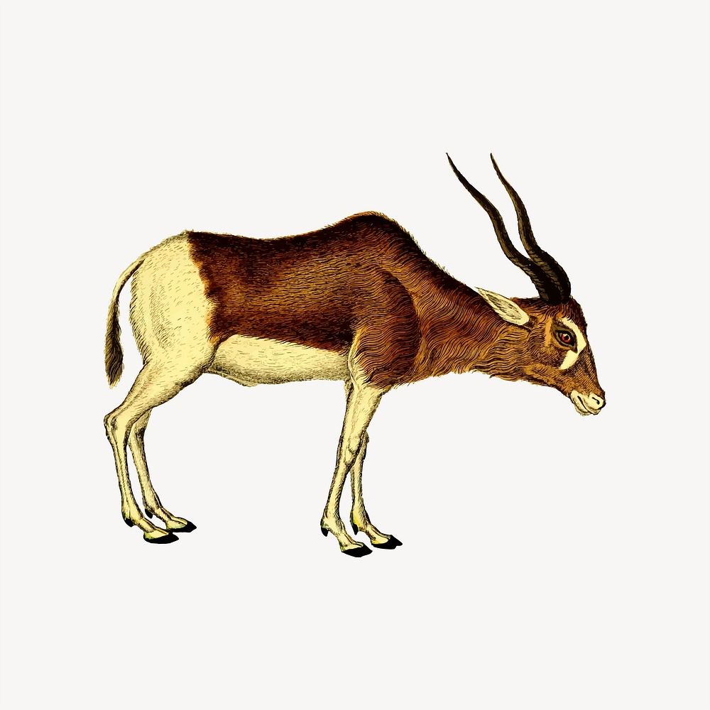 Antelope clipart, illustration vector. Free public domain CC0 image.