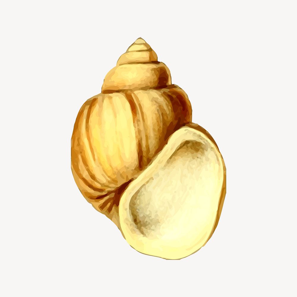 Seashell illustration. Free public domain CC0 image.