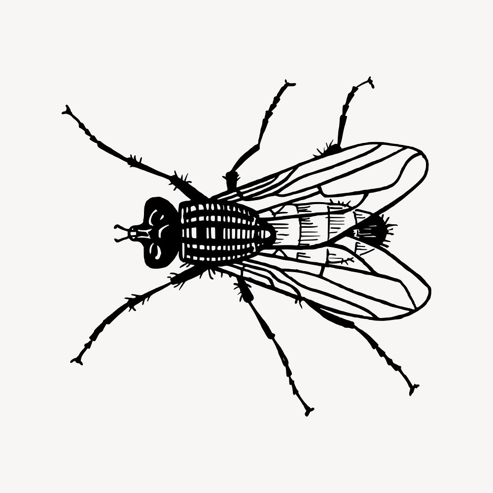 Fly illustration. Free public domain CC0 image.