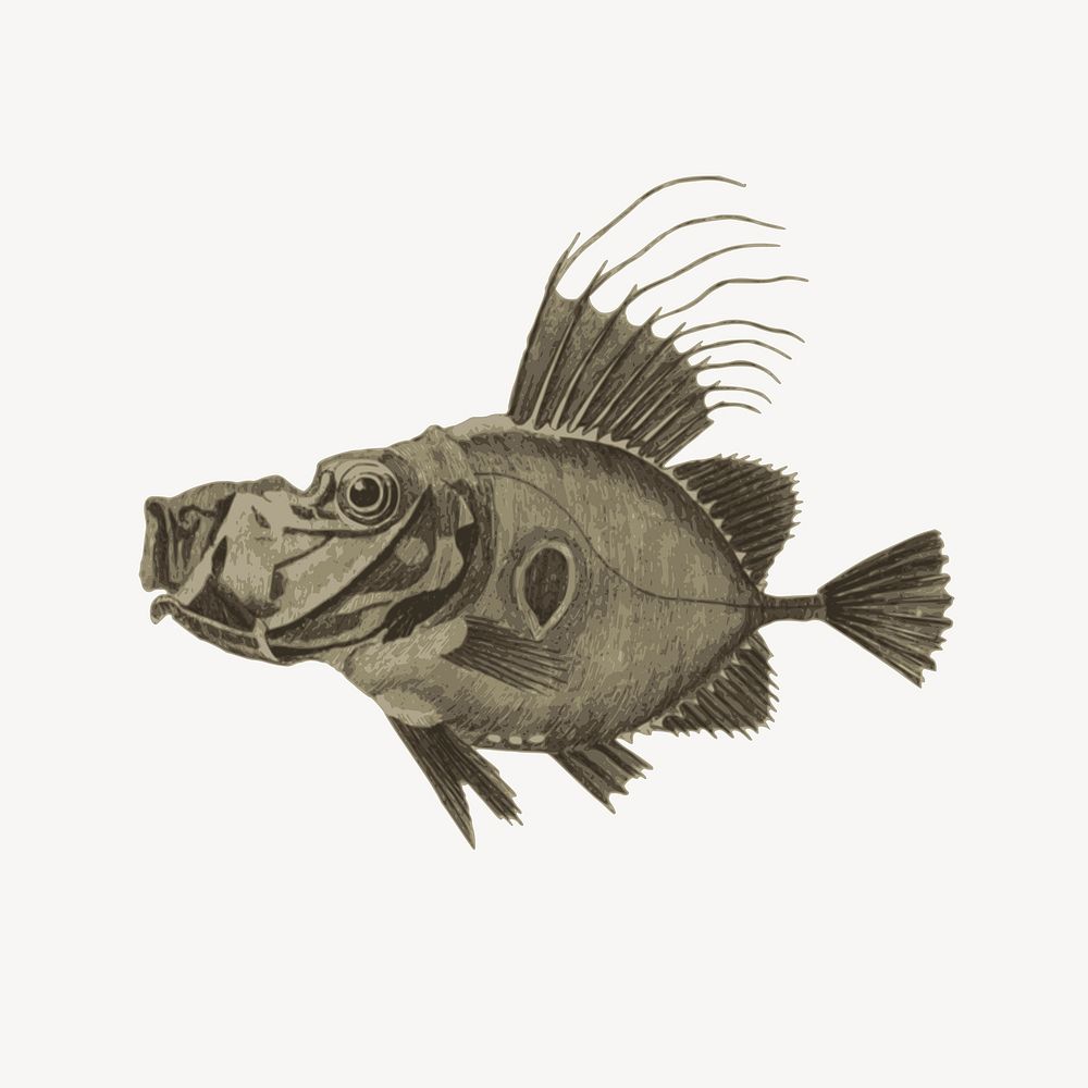 Doree fish clipart, illustration. Free public domain CC0 image.
