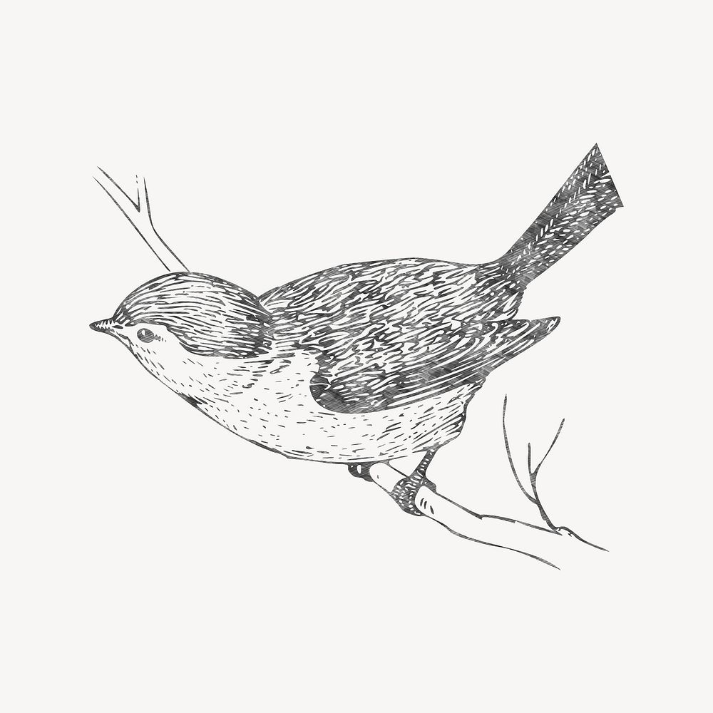 Bird sketch clipart, illustration vector. Free public domain CC0 image.