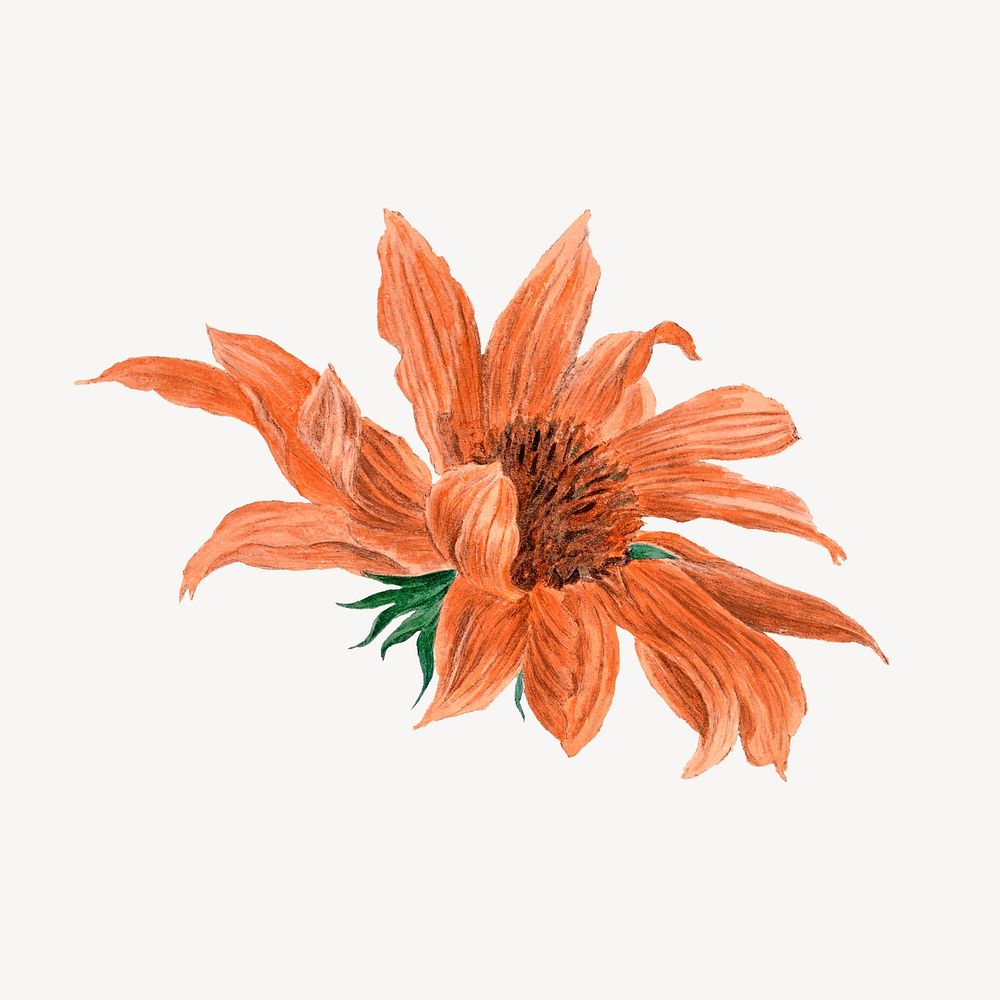 Orange Autumn flower collage element psd