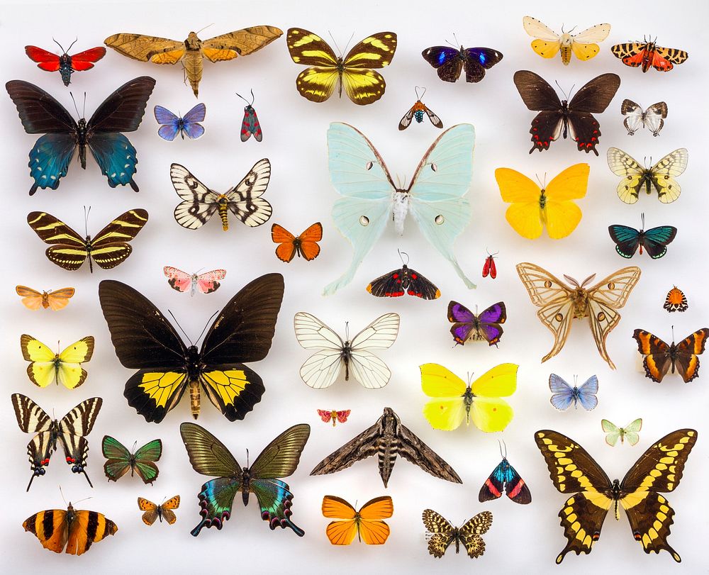 TNHC Lepidoptera. A selection of Lepidoptera from the University of Texas Insect Collection.