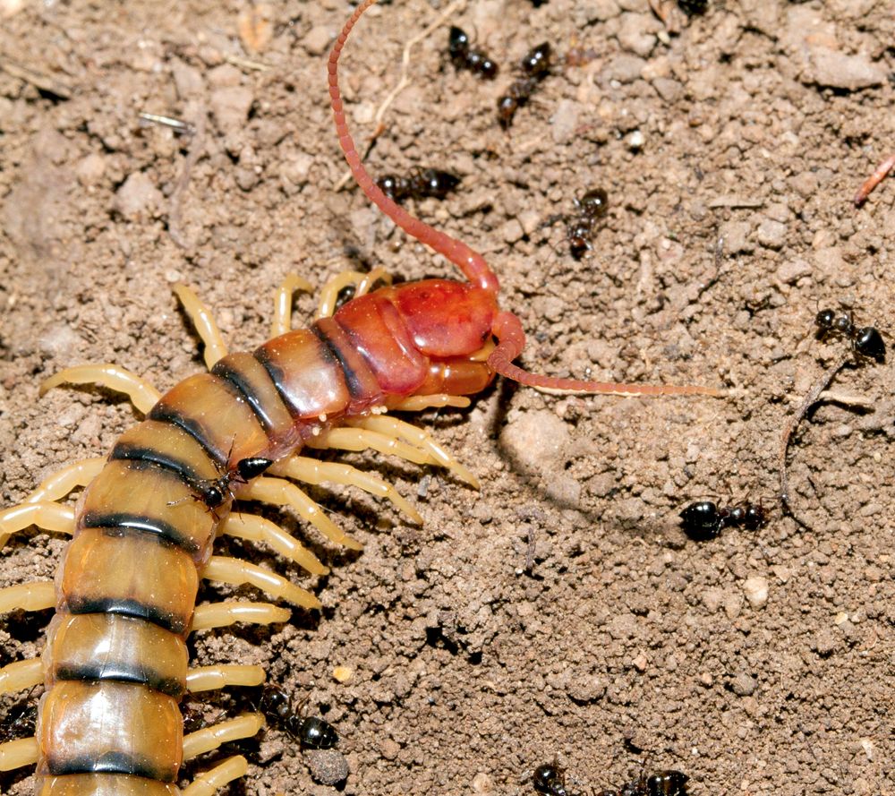 Common Desert Centipede (Scolopendra polymorpha) being attacked by defensive acrobat ants (Crematogaster sp.)USA, TX, Jeff…