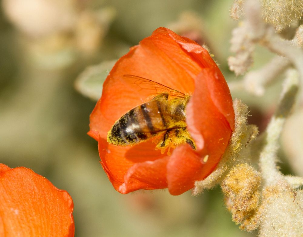 Honey bee (Apis mellifera) in flower.Bee covered in pollen in flowerLady Bird Johnson Wildflower CenterAustin, TX, USAMarch…