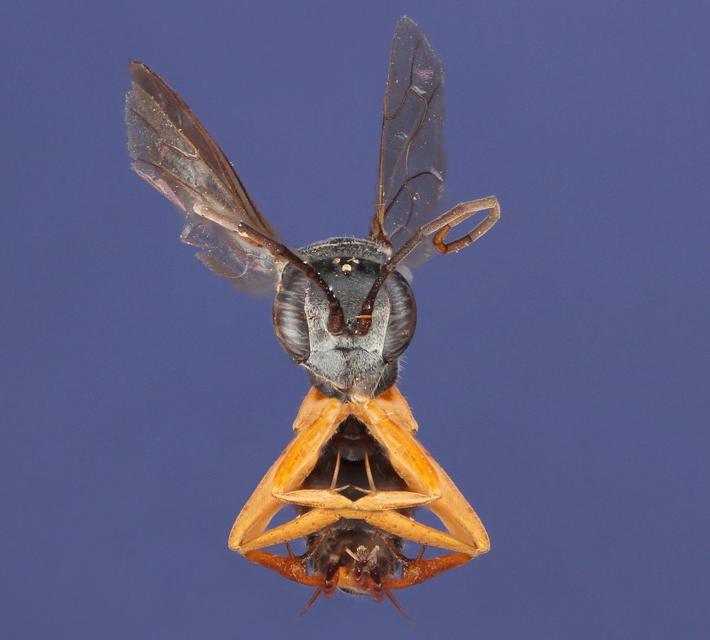 Auplopus adjuctaSpider Wasp (Pompilidae, Auplopus adjuncta)USA, Texas, Travis Co.: AustinBrackenridge Field LaboratoryA.…