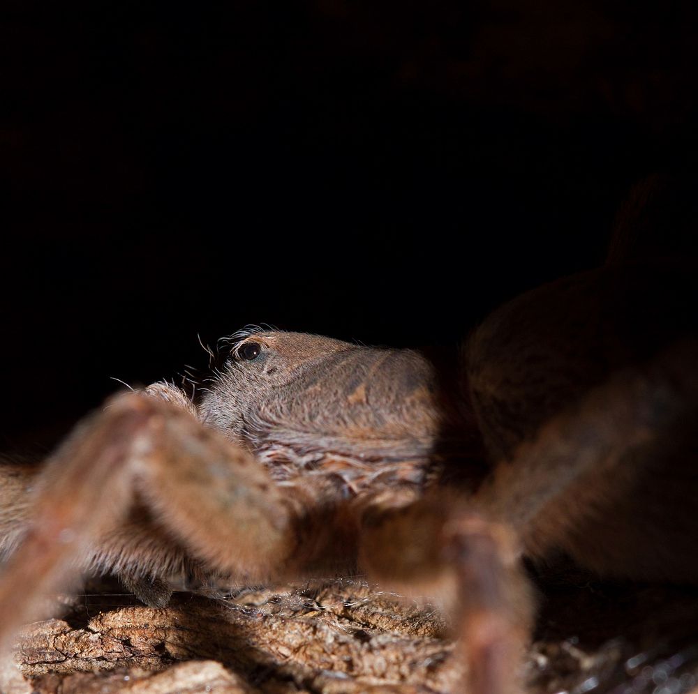 Tarantula (Theraphosidae)USA, TX, Gonzales Co.:Palmetto State Park 