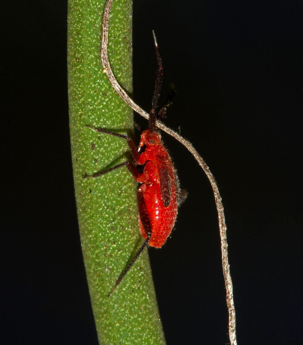 Heteroptera nymph runs into vine.USA, TX, Lee Co.: ElginCrips & Montgomery property 