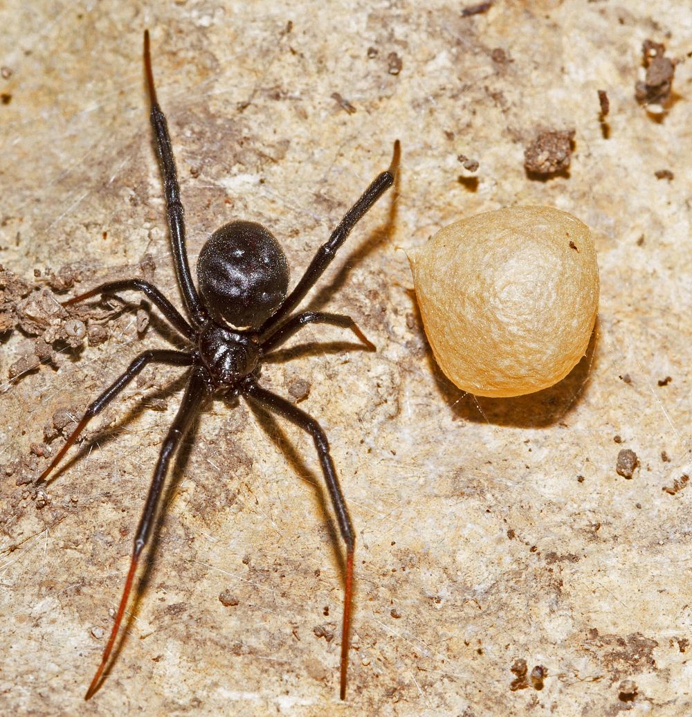 Black Widow with egg sac (Theridiidae, Latrodectus spp.)USA, TX, Bandera Co.: BanderaHill Country State Natural Area 