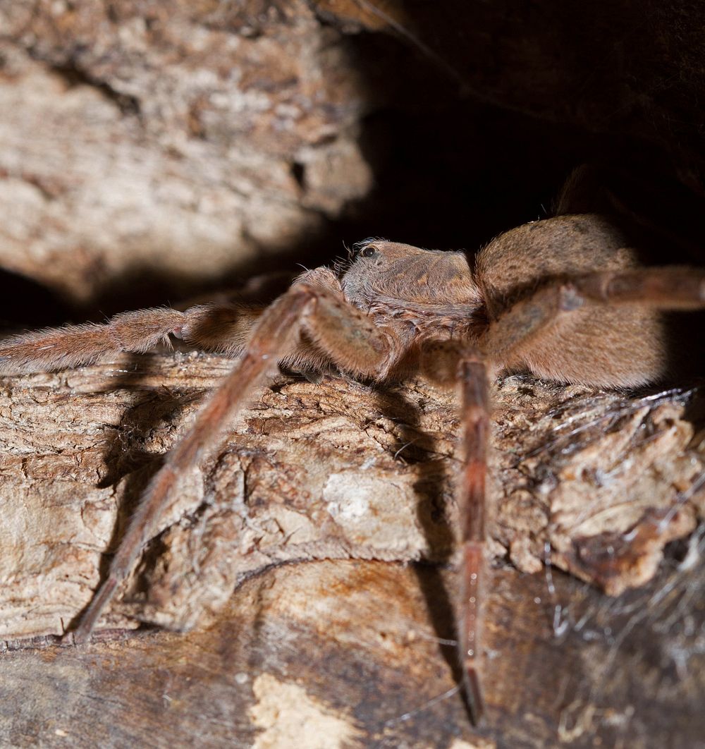 Tarantula (Theraphosidae)USA, TX, Gonzales Co.:Palmetto State Park 