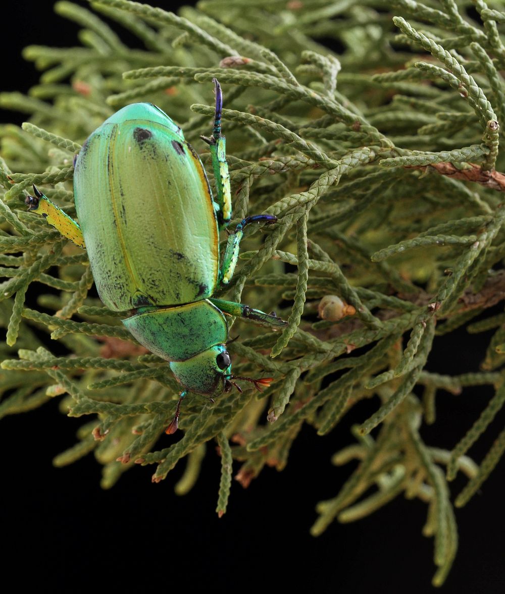 Wood's Jewel Scarab (Scarabaeidae, Chrysina woodi)USA, TX, Jeff Davis Co.: Fort Davis 