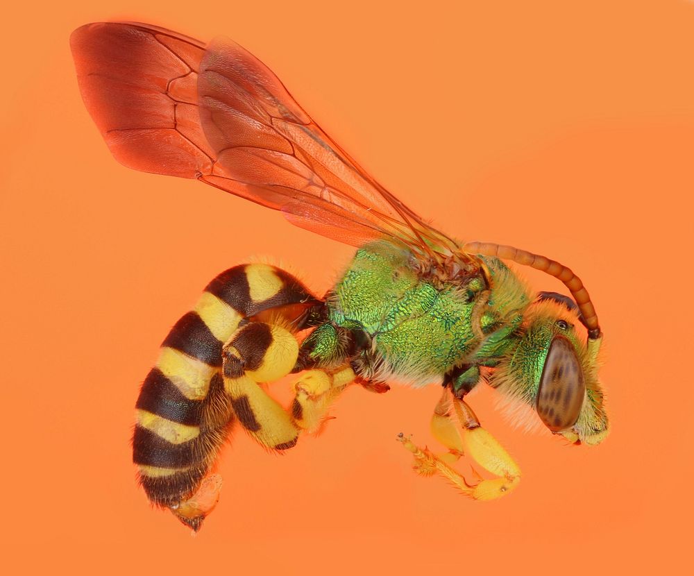 Metallic Green Bee (Halictidae, Agapostemon sp.)USA, TX, Bastrop Co.: Red Rock 