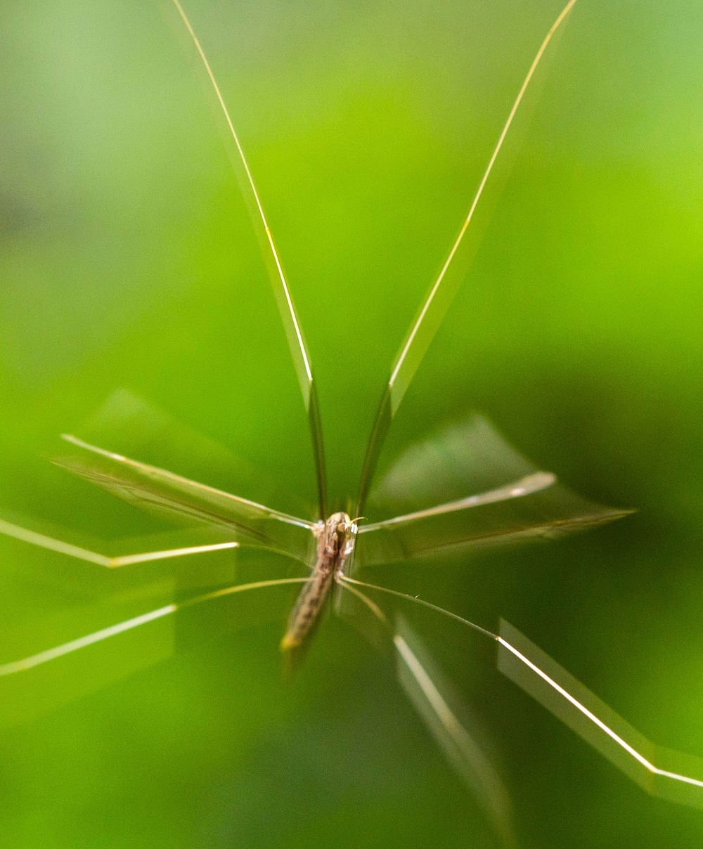 Brachypremna dispellensCrane fly (Brachypremna dispellens) in flight.USA, TX, Travis County: AustinBrackenridge Field…