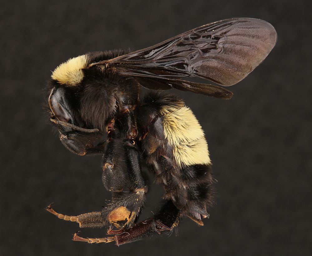 American Bumble Bee, female (Apidae, Bombus pensylvanicus (De Geer))USA, TX, Travis Co.: AustinBastrop 2014-14 Texas…